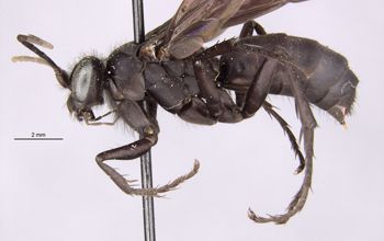 Media type: image;   Entomology 10020 Aspect: habitus lateral view